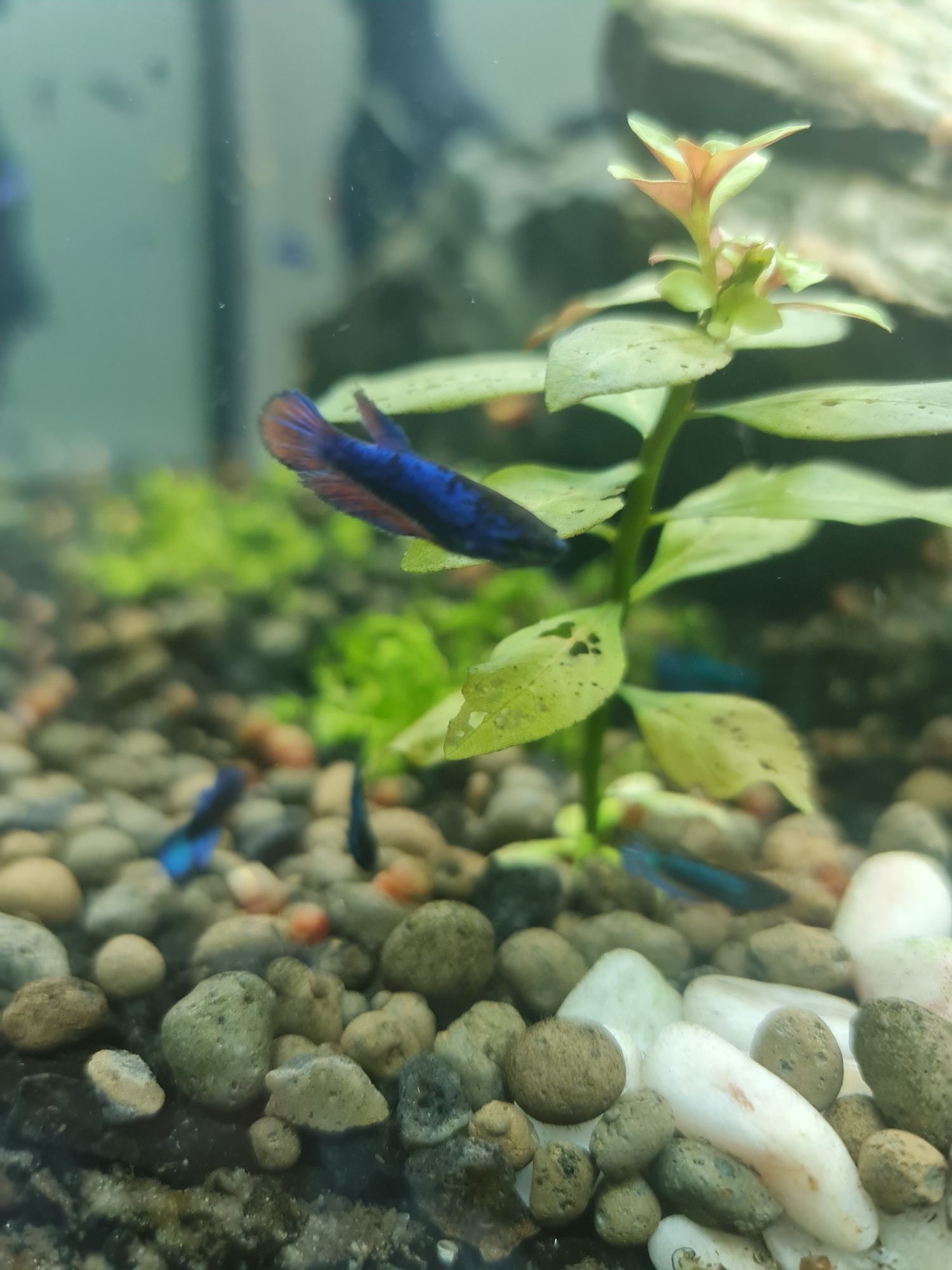 Betta crowntail betta splendens