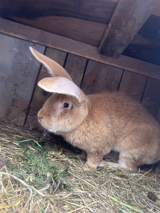 Kròliki do chowu / na mieso