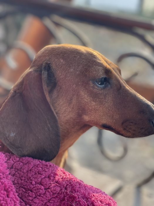 Девочка такса в семью