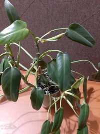 Филодендрон комнатное растение