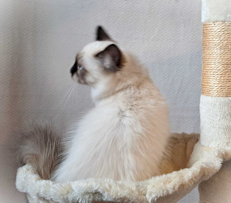 Kotka Neva Masquerade – spokojna, zielony obserwator, Misty