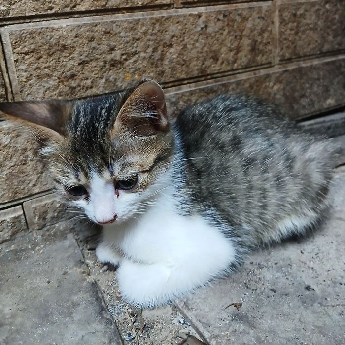 Отдам котенка от веслоухой кошки