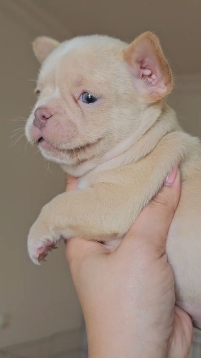 Bulldog Francês macho