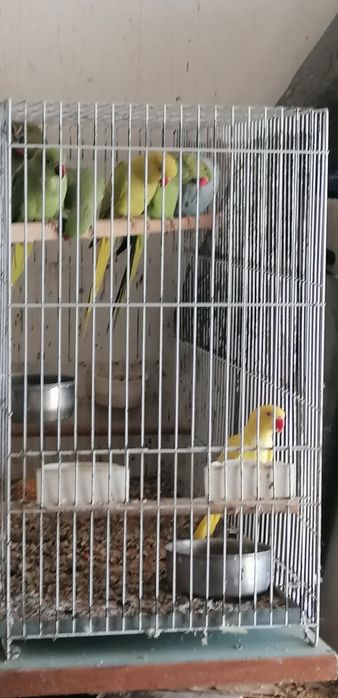 Aves Ring Neck 2020, 2023 e Loris 2020