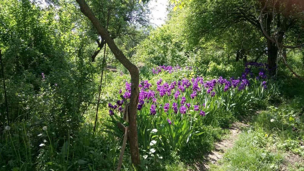Зімельна ділянка 30 сот. с. Іванковичи під забудову