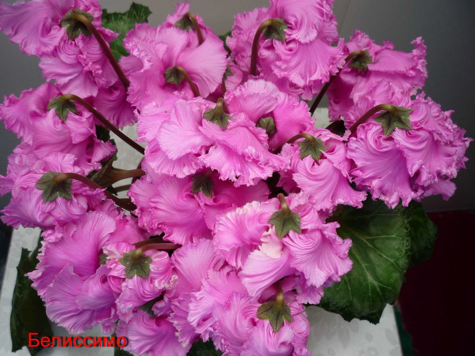 Семена цикламенов