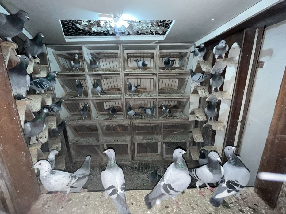 Pombos de competição