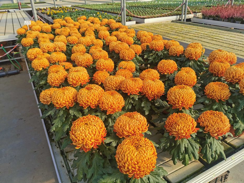 Chryzantemy chryzantema kule drobnokwiatowe kopka PRODUCENT HURT detal