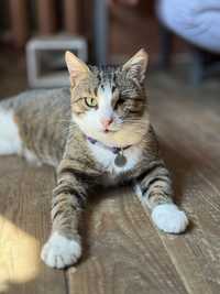 Лагідний кіт котик з притулку контактни