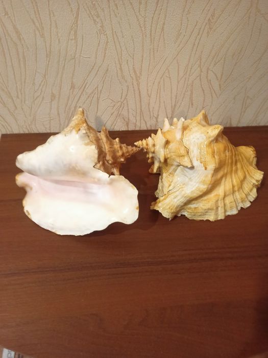 Продам морских ракушек и коралл