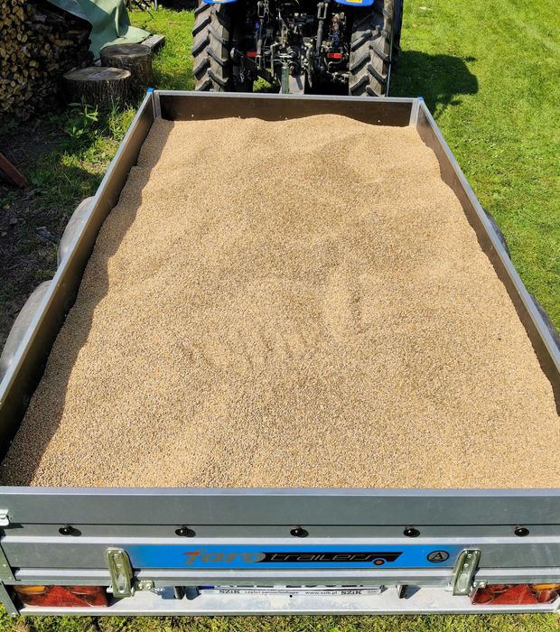 Pszenica ze żniw 2025-po centrali