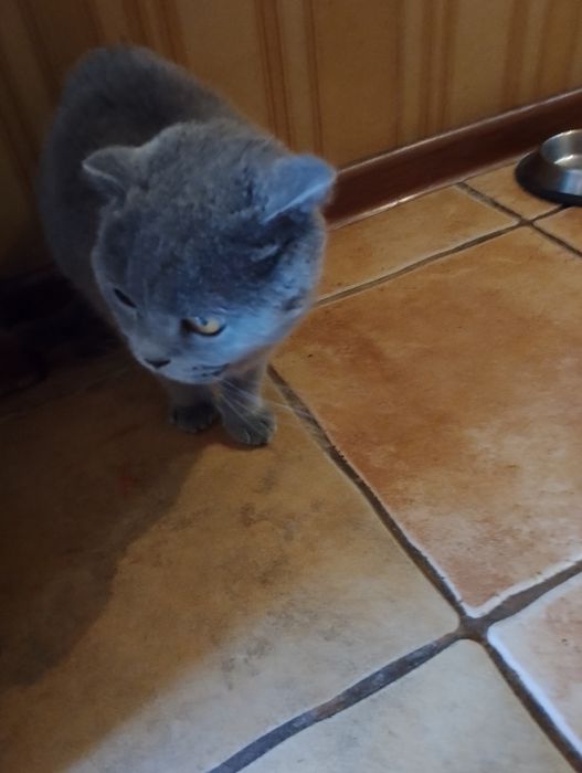 Продаю кішку шотландська весловуха