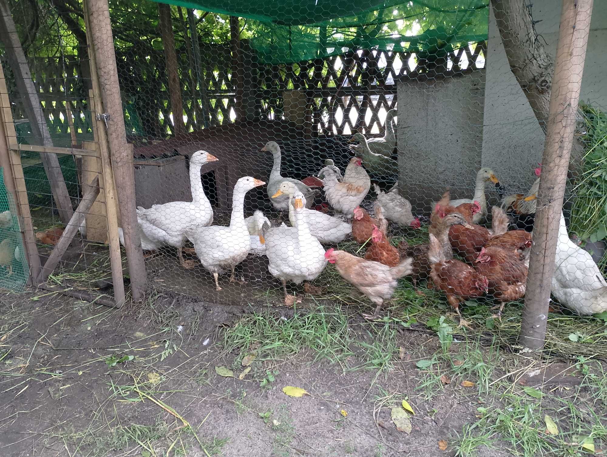 Sprzedam Gęsi z tego roku