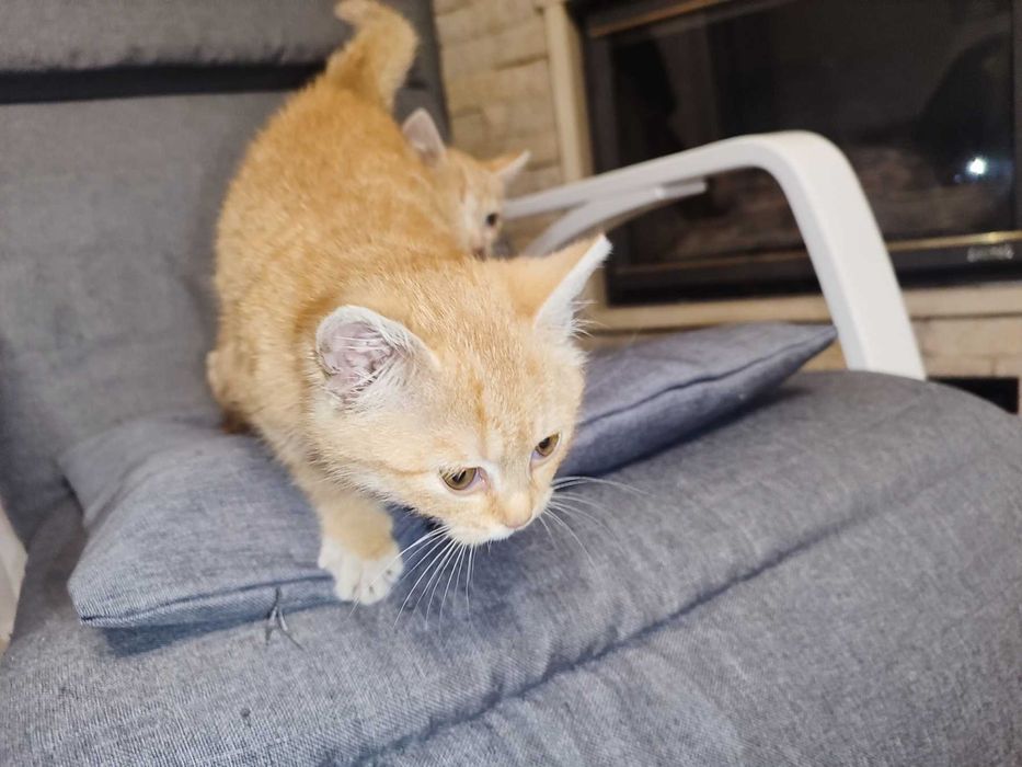 Кошенята, руді Таббі