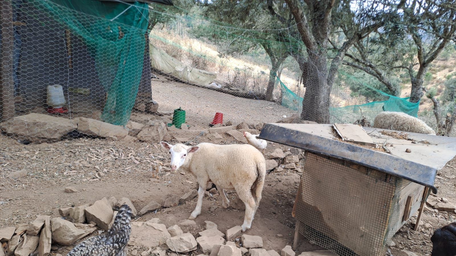 Borrego com 3 meses INRA 401