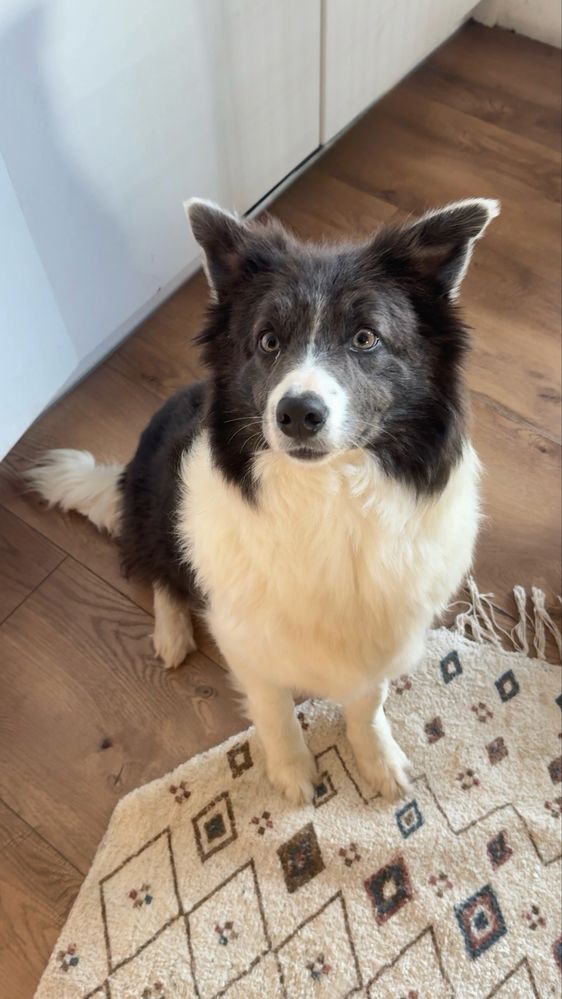 Border Collie Szczeniak