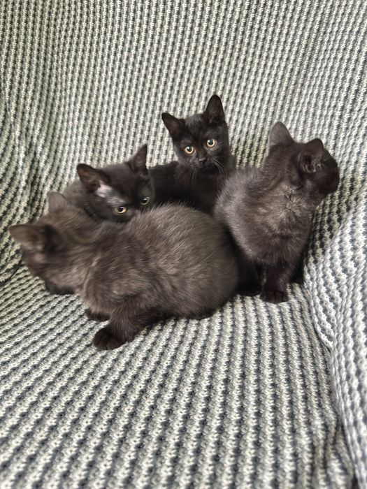 Породисті милі кошенята