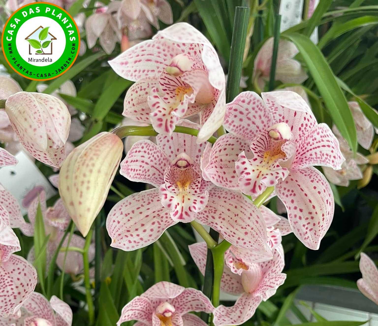 Orquídeas de exterior Cymbidium várias cores
