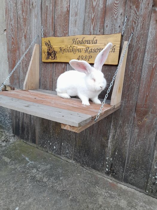 Króliki belgijskie białe