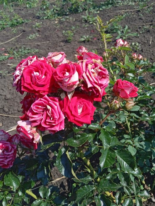 Продам розы для Вашей клумбы
