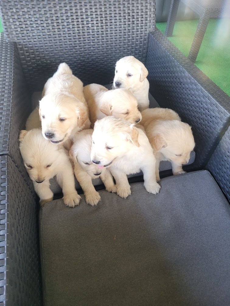 Golden retriever wzorcowe szczenię