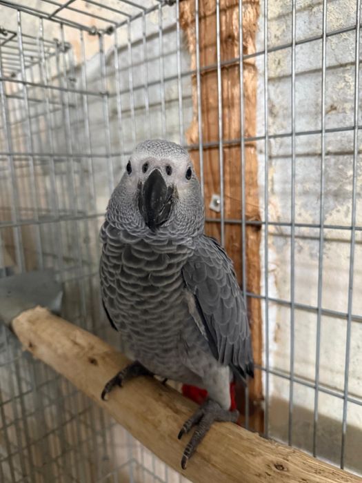 Jovens Papagaios Cinzentos