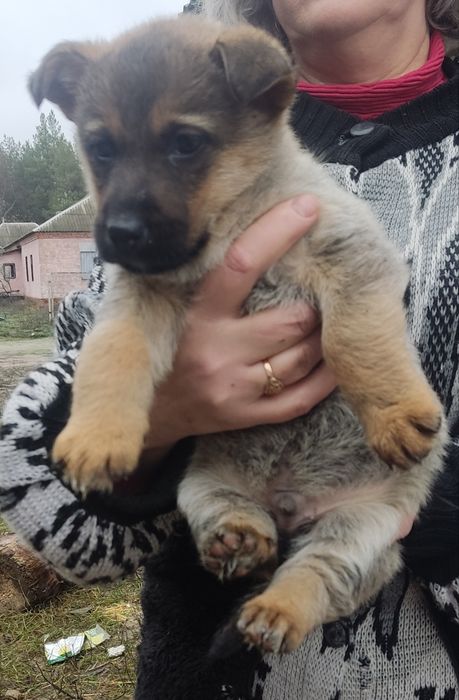 Бутузы- карапузы  щенки ищут дом