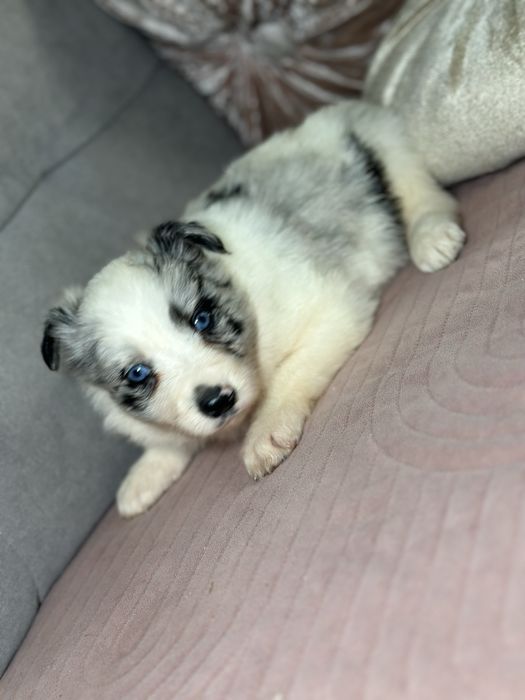 Suczka border collie blue merle do rezerwacji
