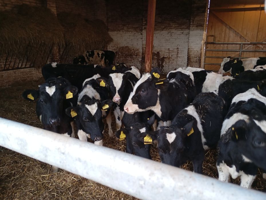 Starterki ncb byczki