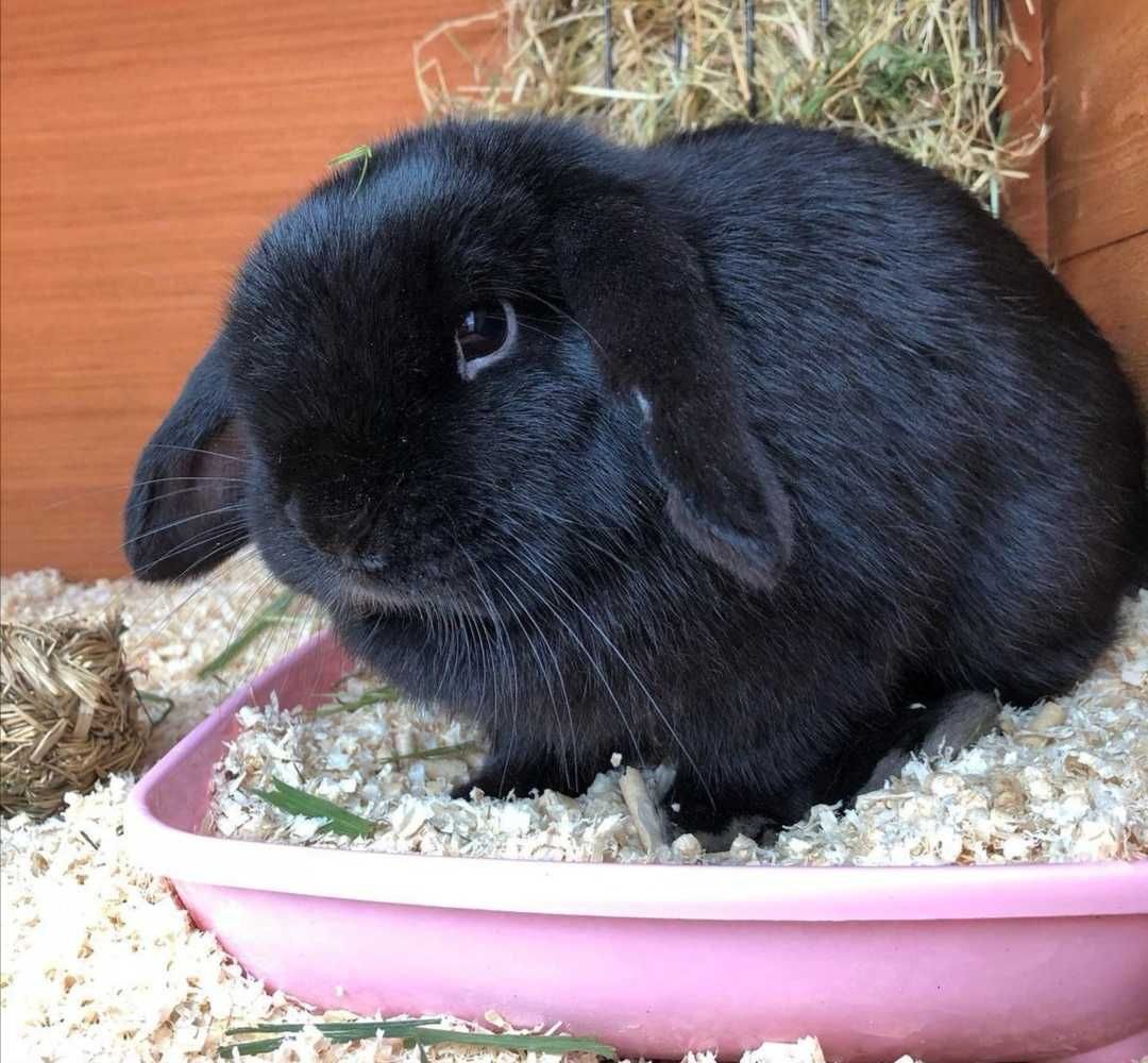 KIT Coelhos anões orelhudos, mini lop muito inteligentes e meigos