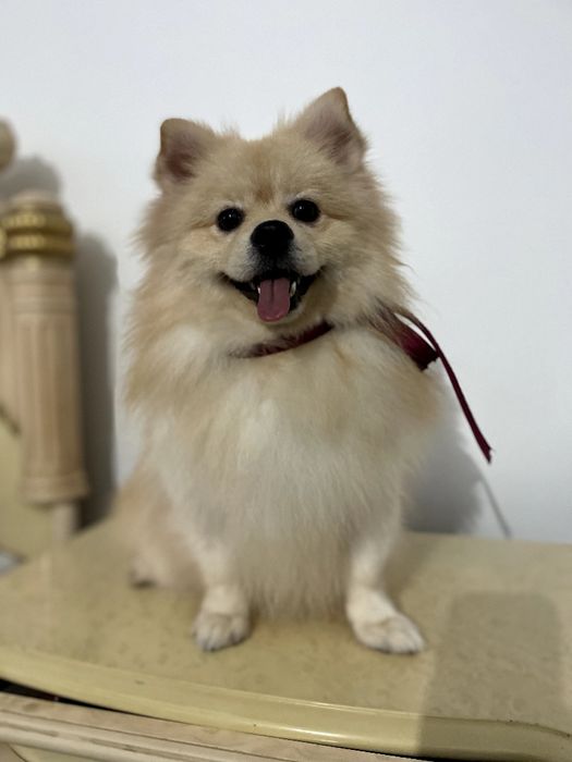 Померанські шпіци — Лише 2 хлопчика! Ідеальна можливість