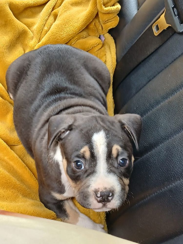 Amstaff śliczny piesek