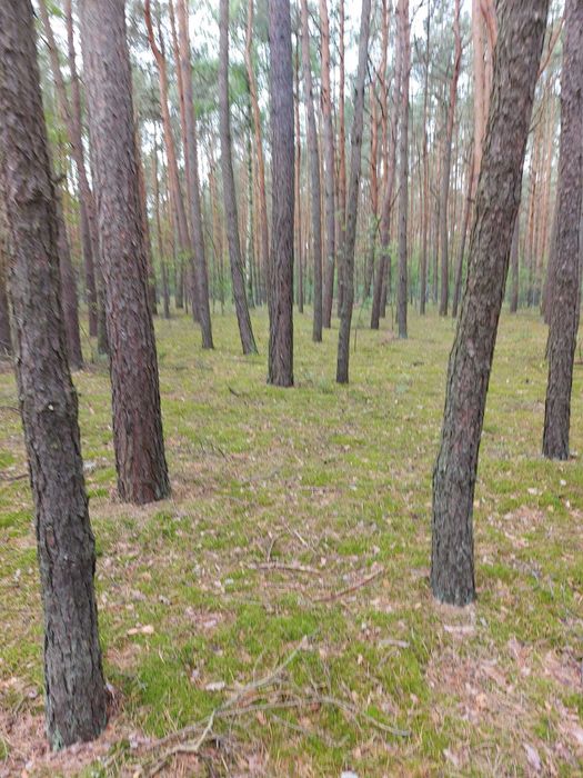Działka budowlana, media w drodze