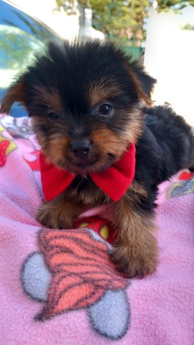 Yorkshire terrier  macho mini