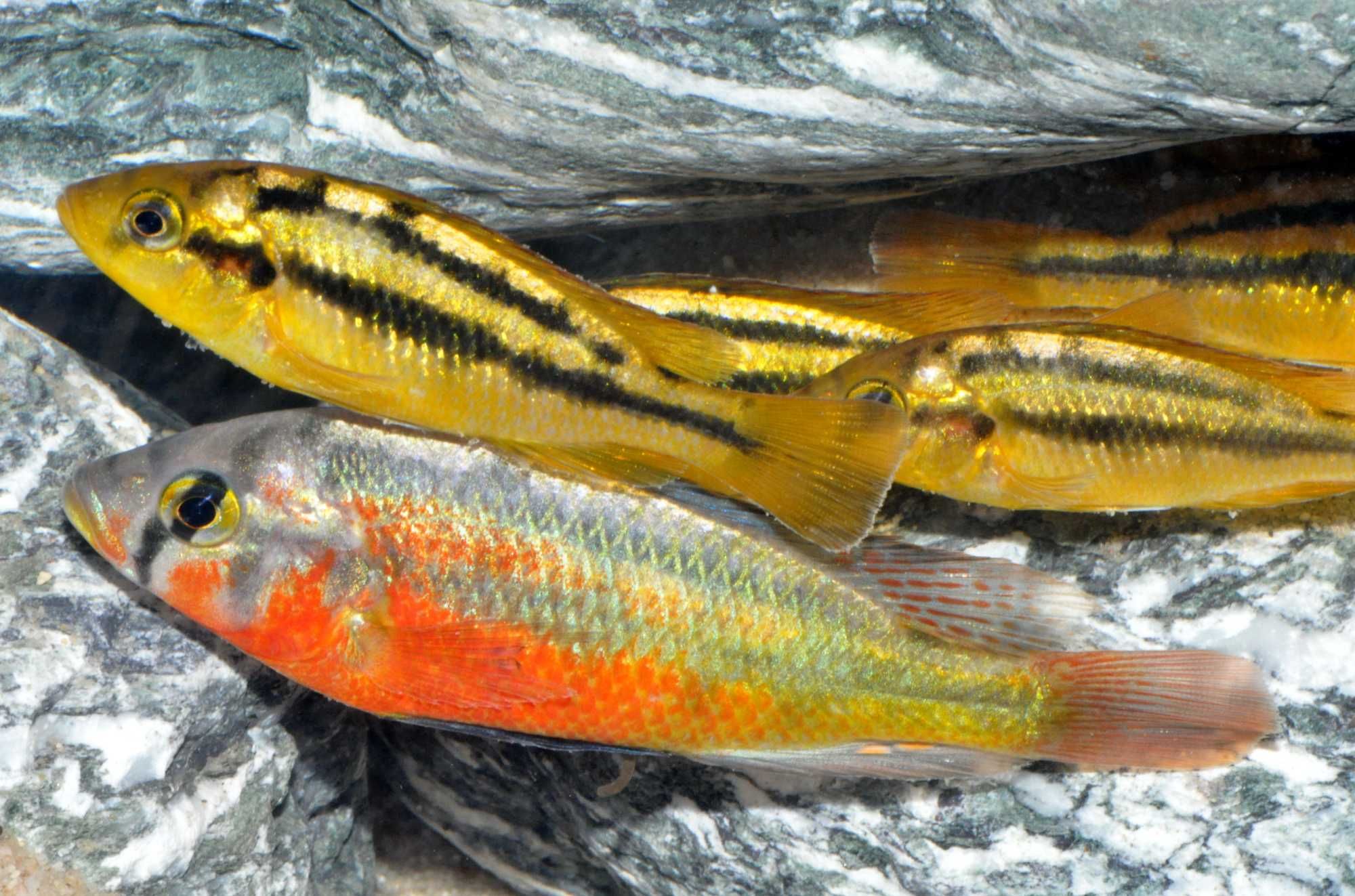 Haplochromis Rock Kribensis - dowozimy, wysyłamy