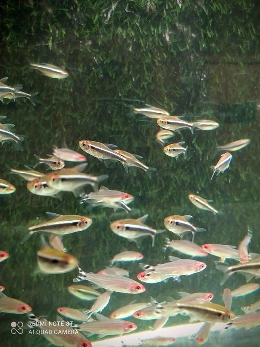 Czarne neonki ,neonki