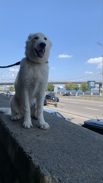 Кінолог/дресирування собак