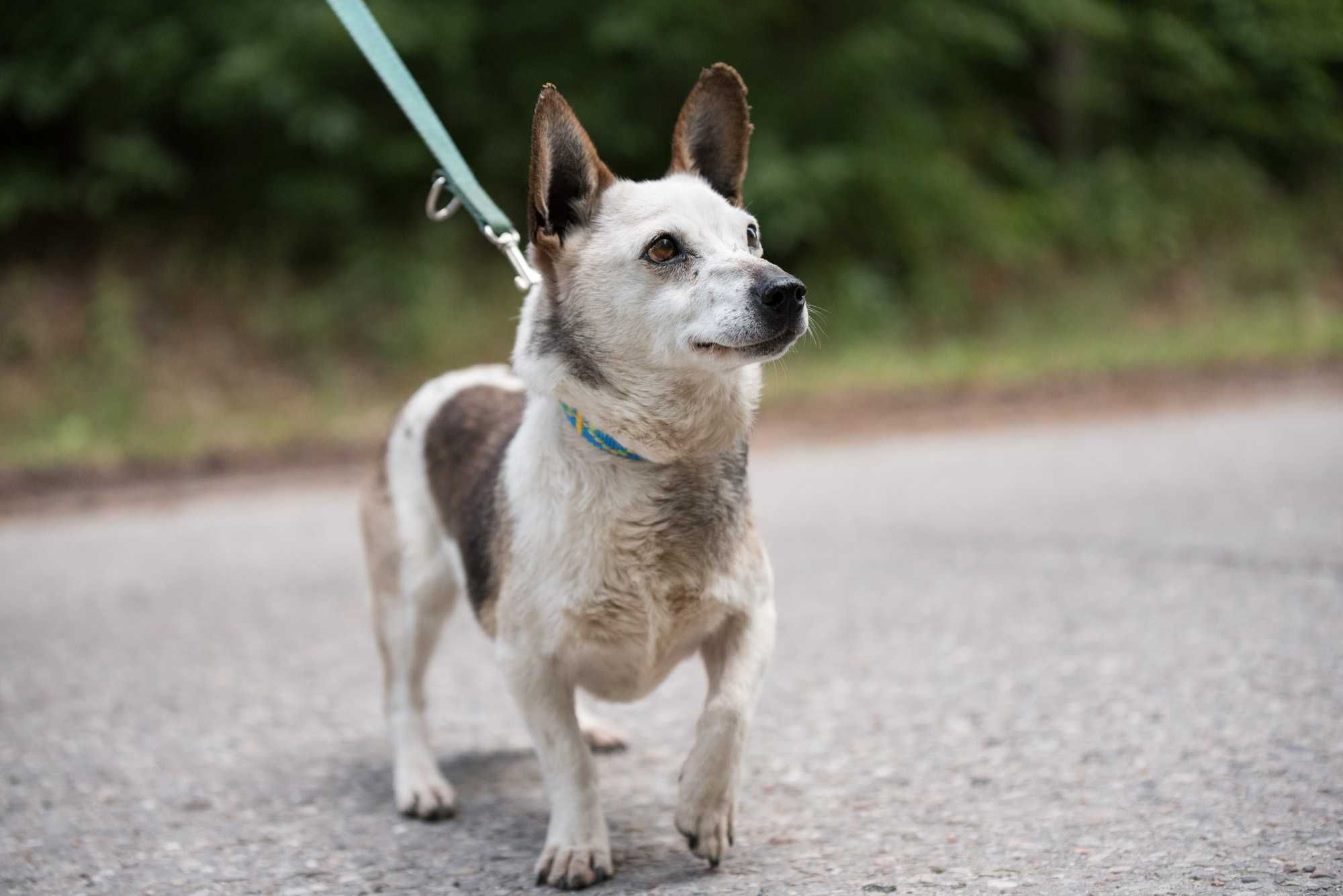LOJA - cudowna dojrzała łagodna sunia do adopcji