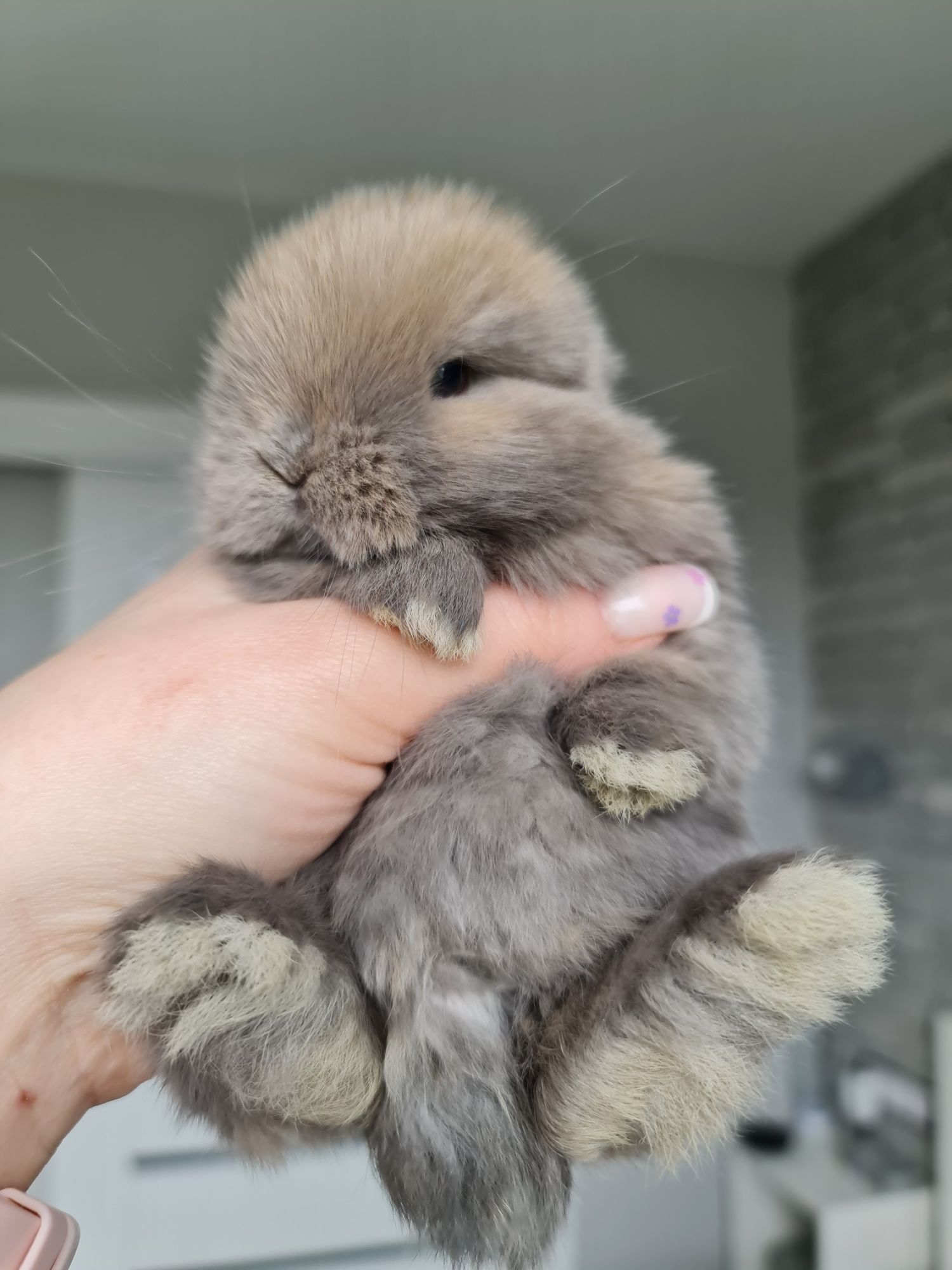 Mini lop królik króliczek baranek miniaturka hodowla badania chip