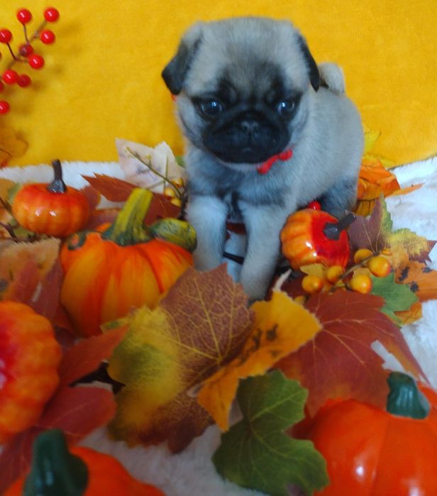 Szczenię chłopczyk Mops  FCI ZkwP