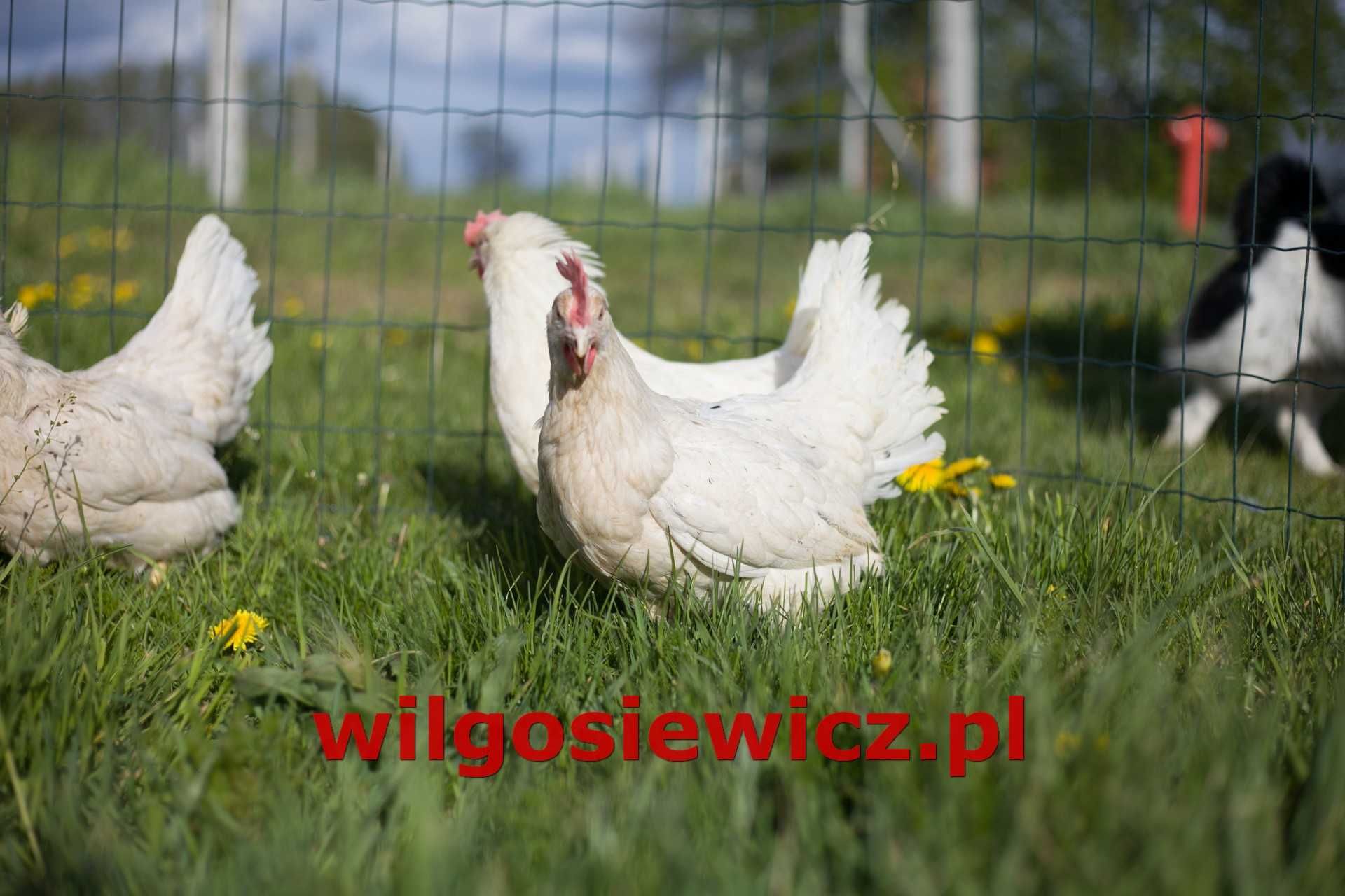 Kury nioski z jajkiem Tetra tintet odchowana