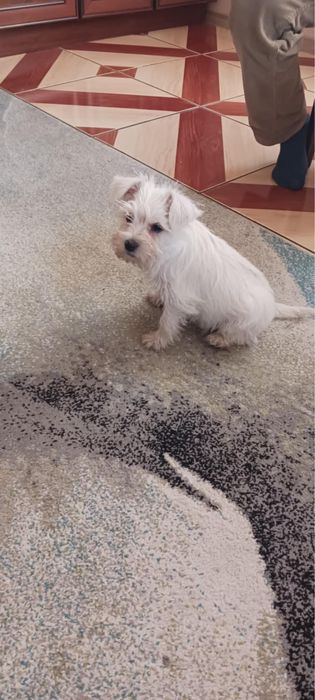 Sczeniak rasy sznucer miniatura szuka nowego domu