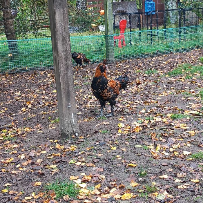 Kogut rasy pawłowskiej