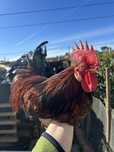 Galo Ayam Ketama (galo que ri)