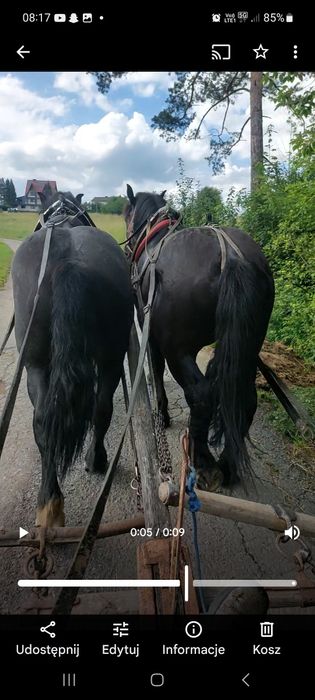 Sprzedam parę koni zimnokrwistych