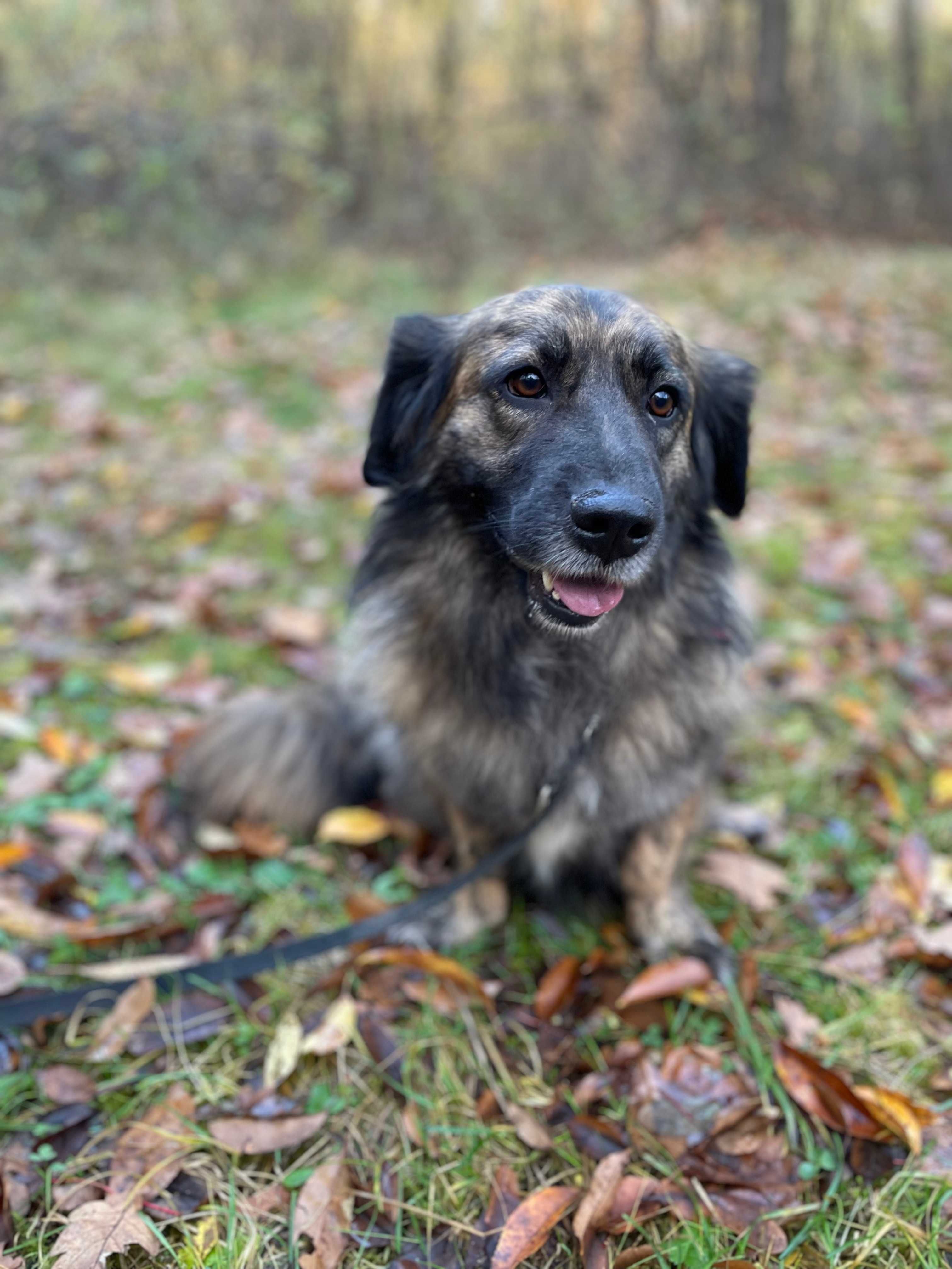 Natura - Schronisko Canis