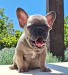 Bulldog francês menina