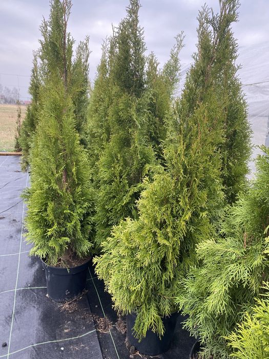 Tuja szmaragd żywitnik 150 cm