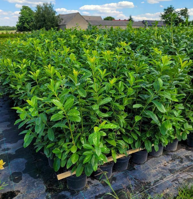 Promocja! Laurowiśnia wschodnia Novita 120cm! DARMOWA DOSTAWA!!!