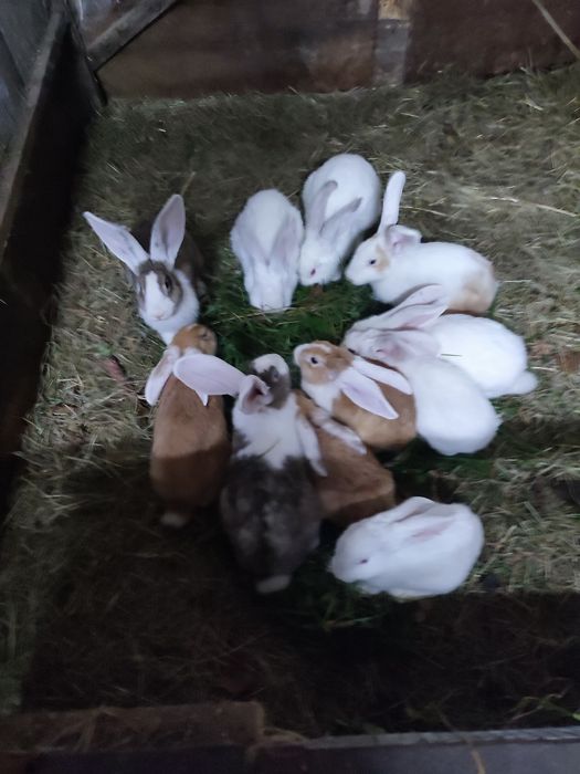 Sprzedam króliki samce samice